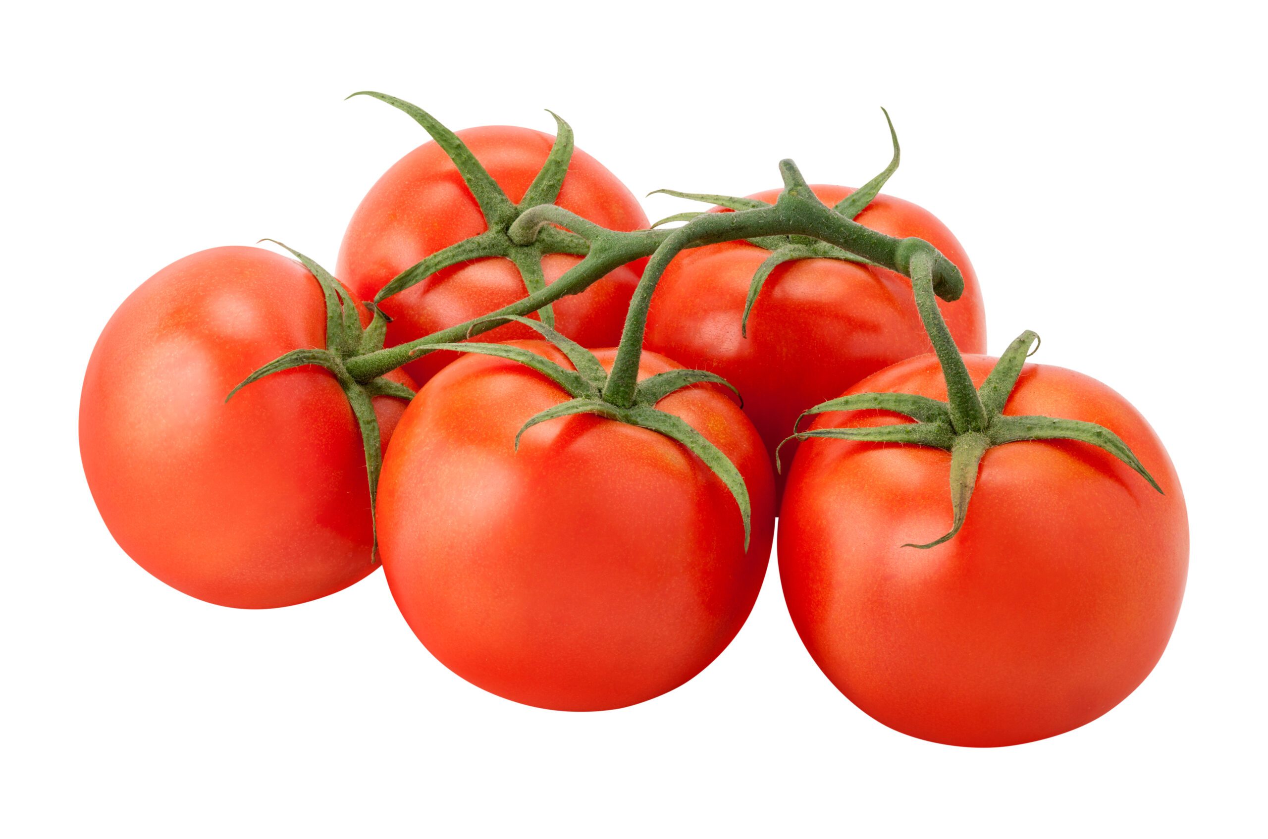 Featured image for “ORGANIC TOMATO”