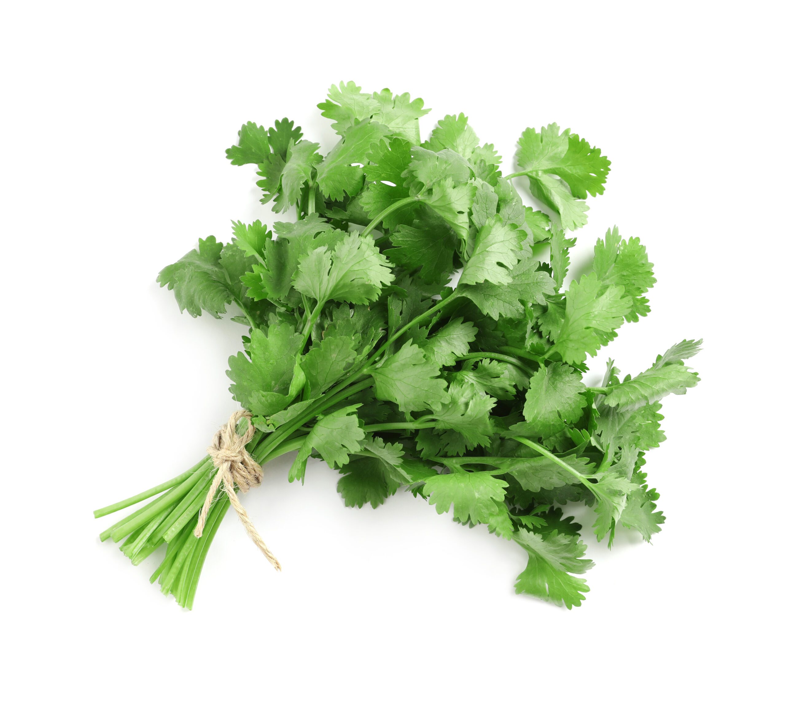 Featured image for “ORGANIC CILANTRO”
