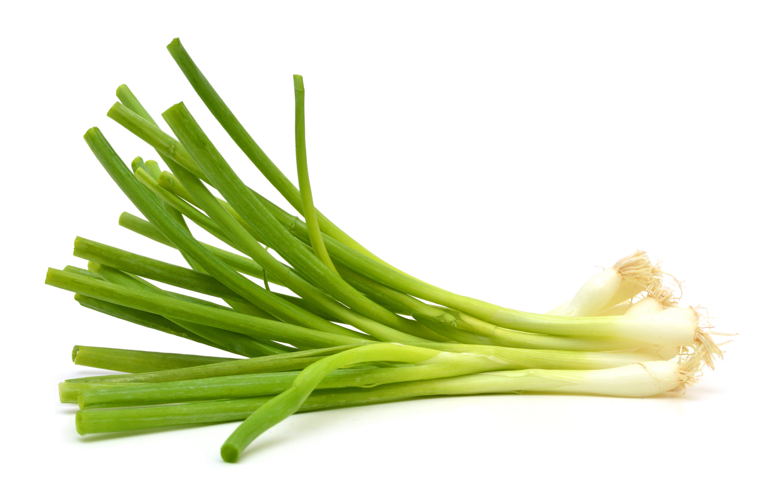 Featured image for “ORGANIC GREEN ONIONS”