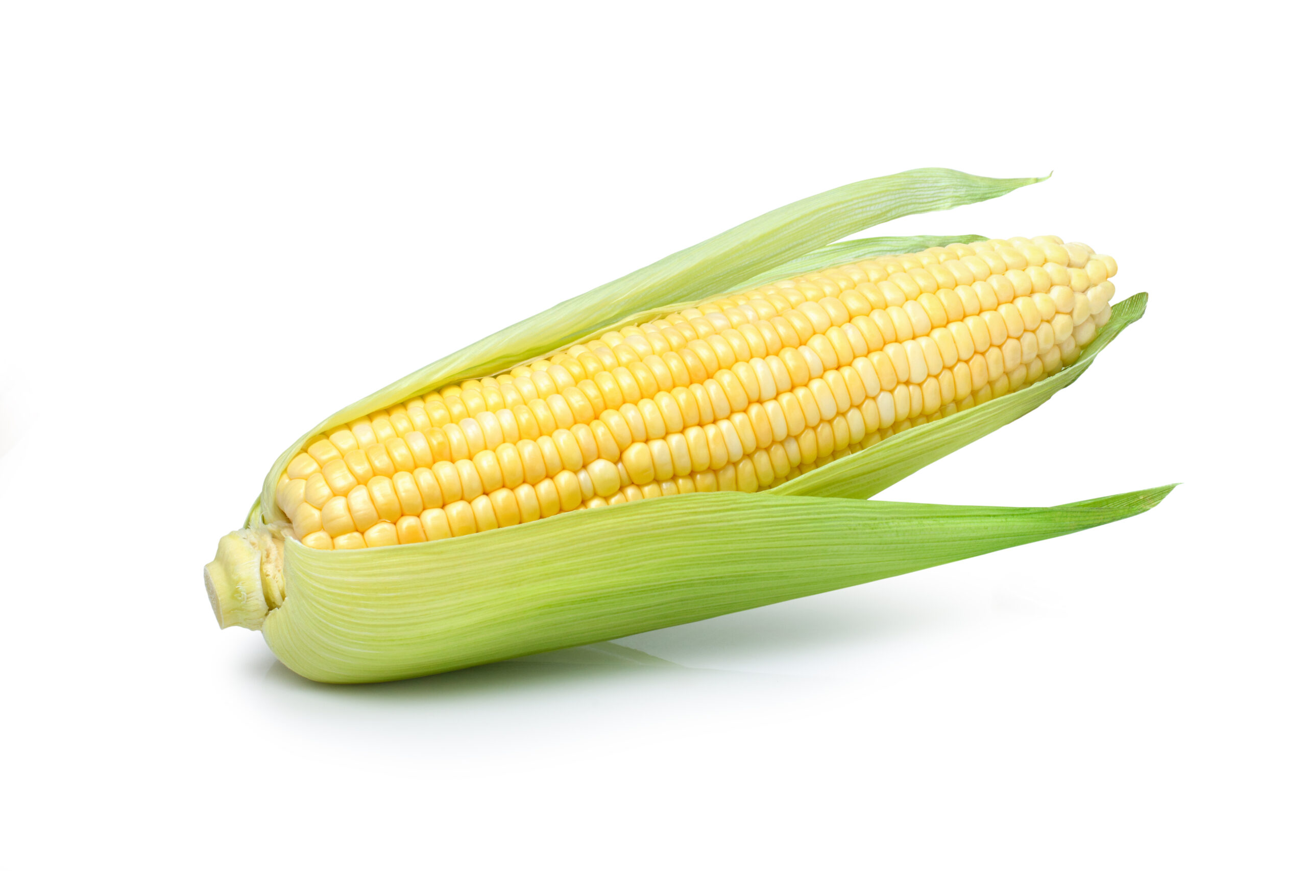 Featured image for “Organic Bi-Color Corn”