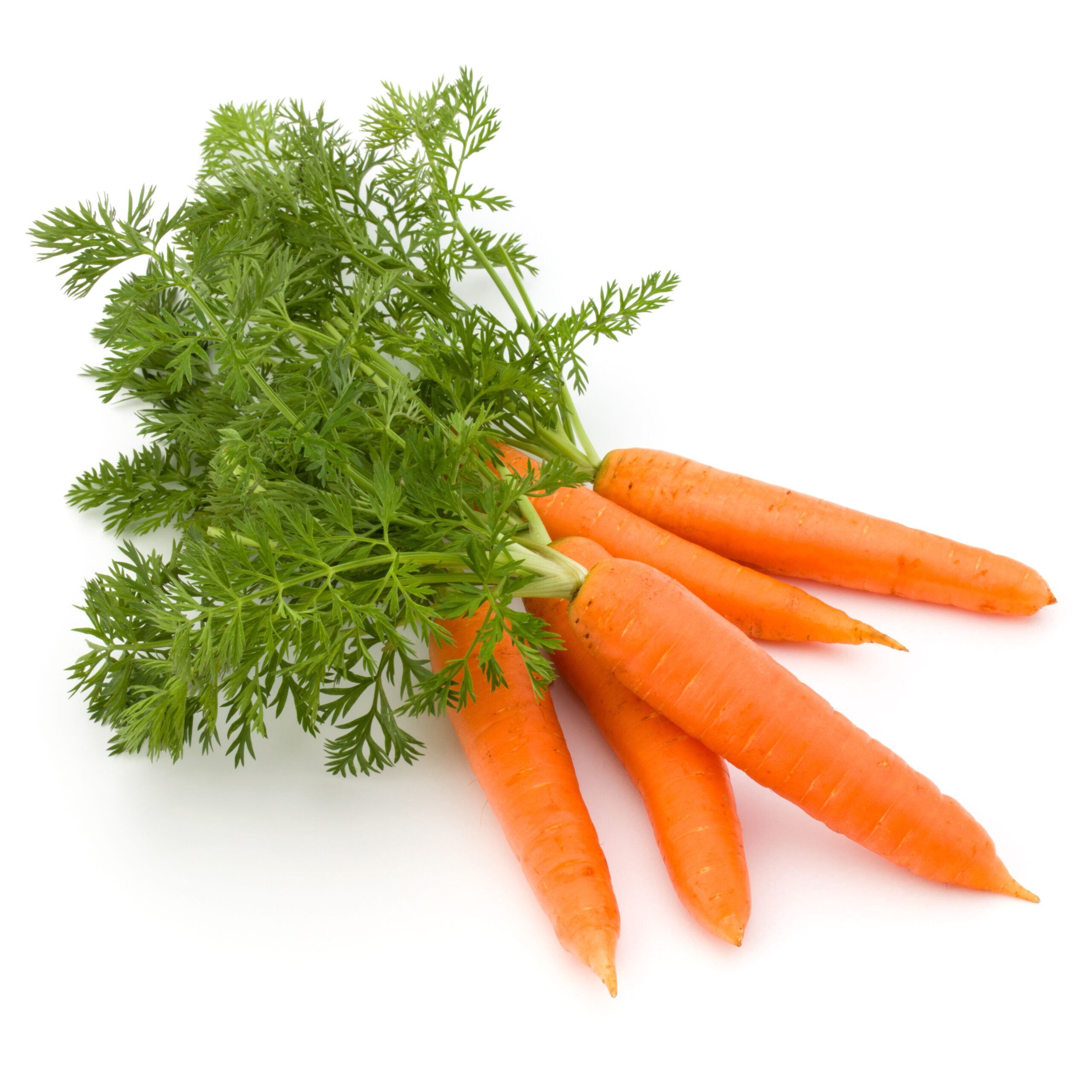 Featured image for “ORGANIC BUNCHED CARROTS”