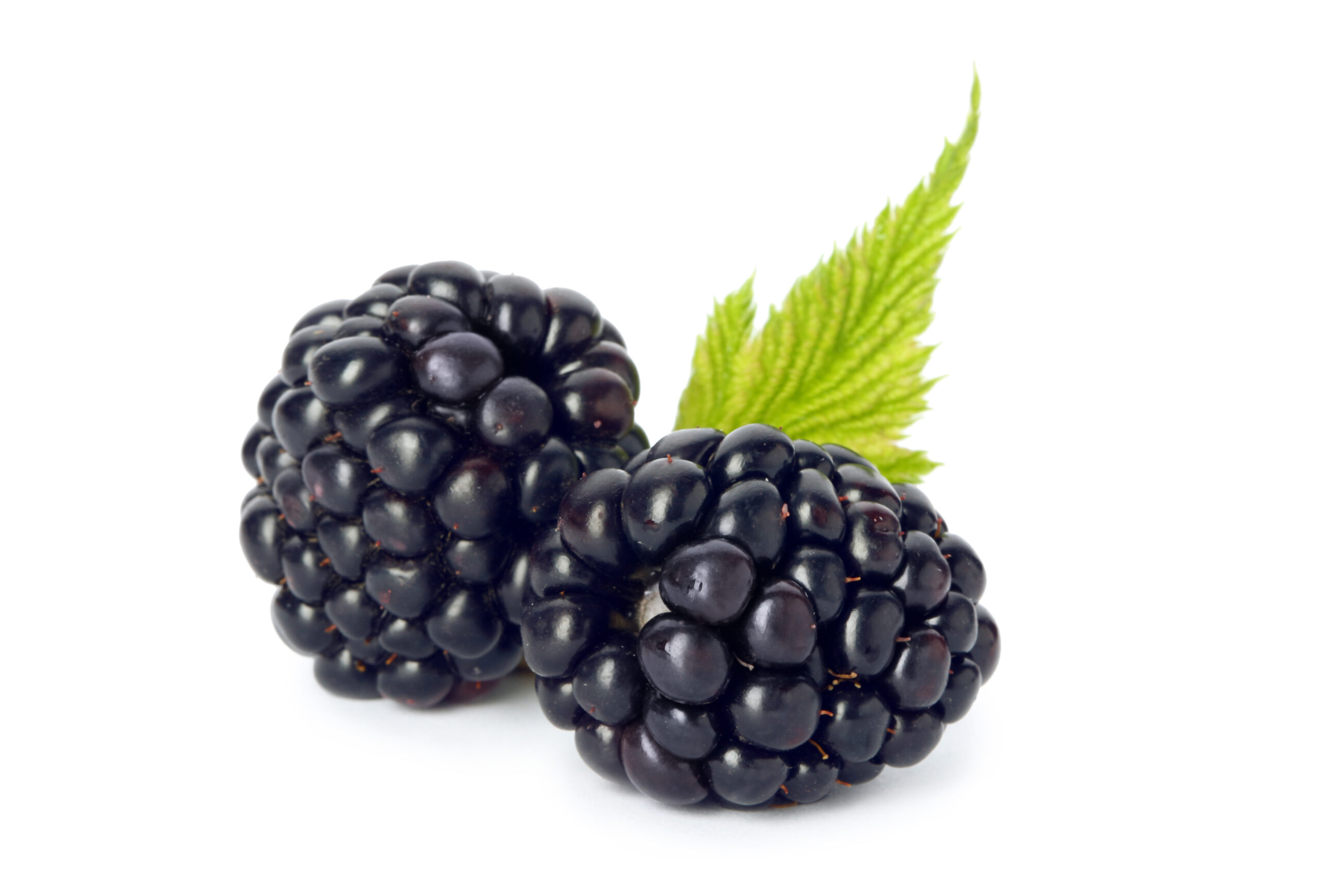 Featured image for “ORGANIC BLACKBERRIES”