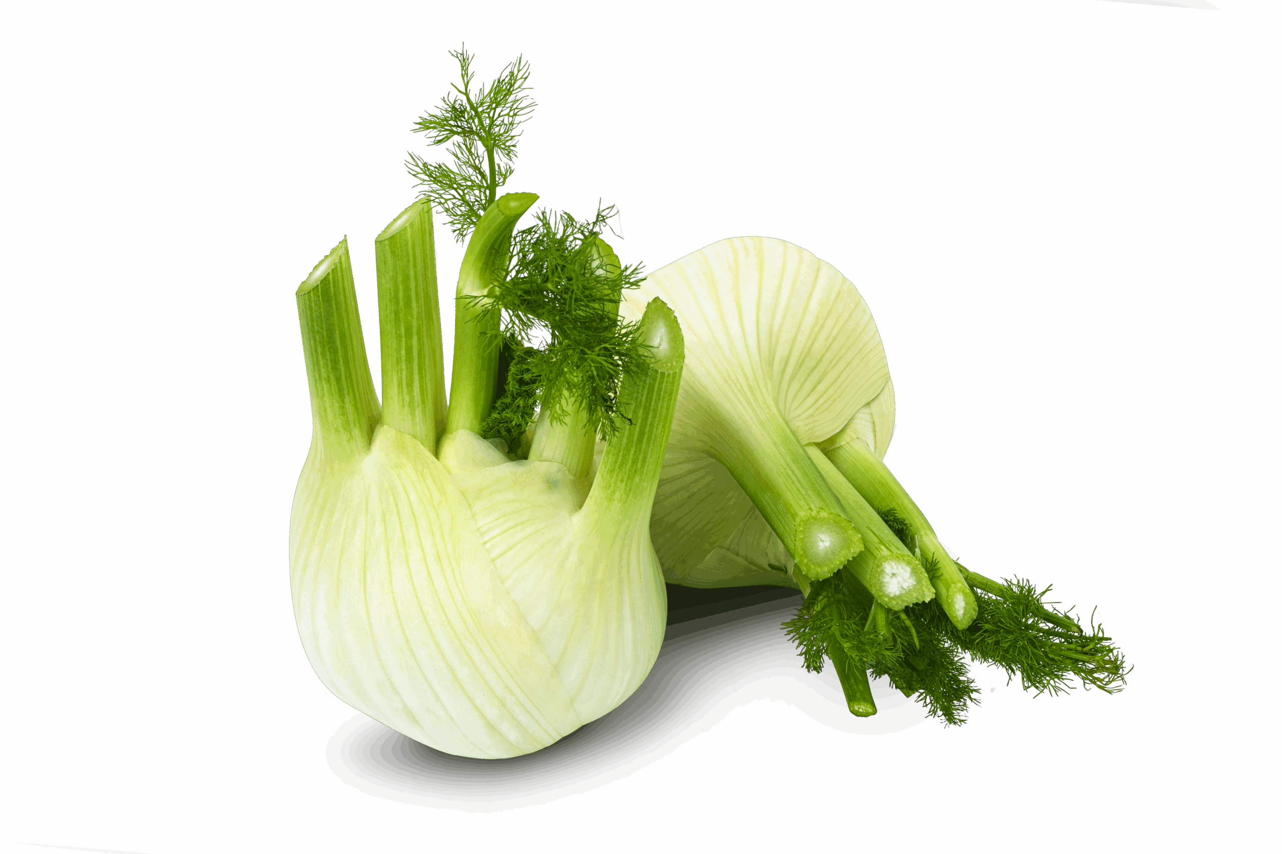 Featured image for “ORGANIC FENNEL”