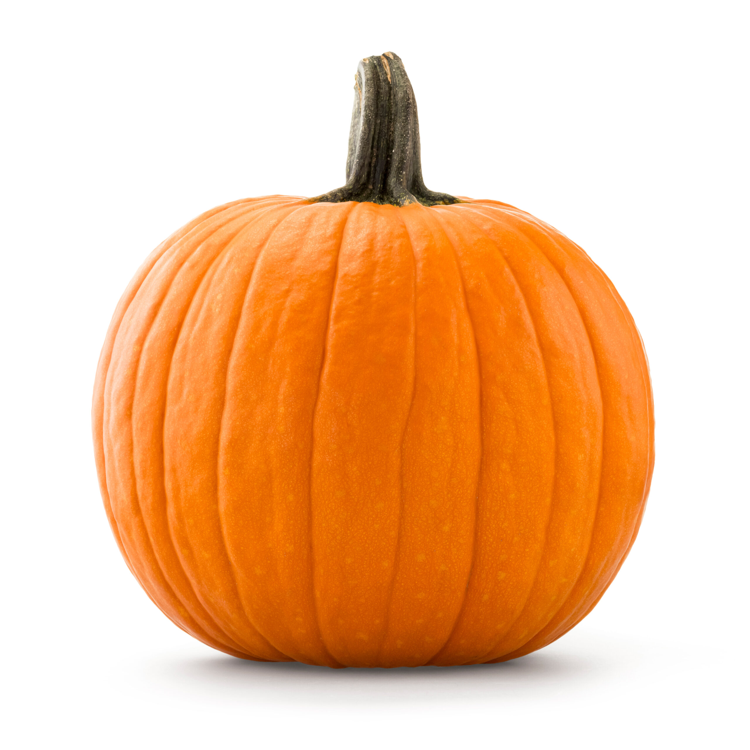 Featured image for “ORGANIC SUGER PIE PUMPKINS”