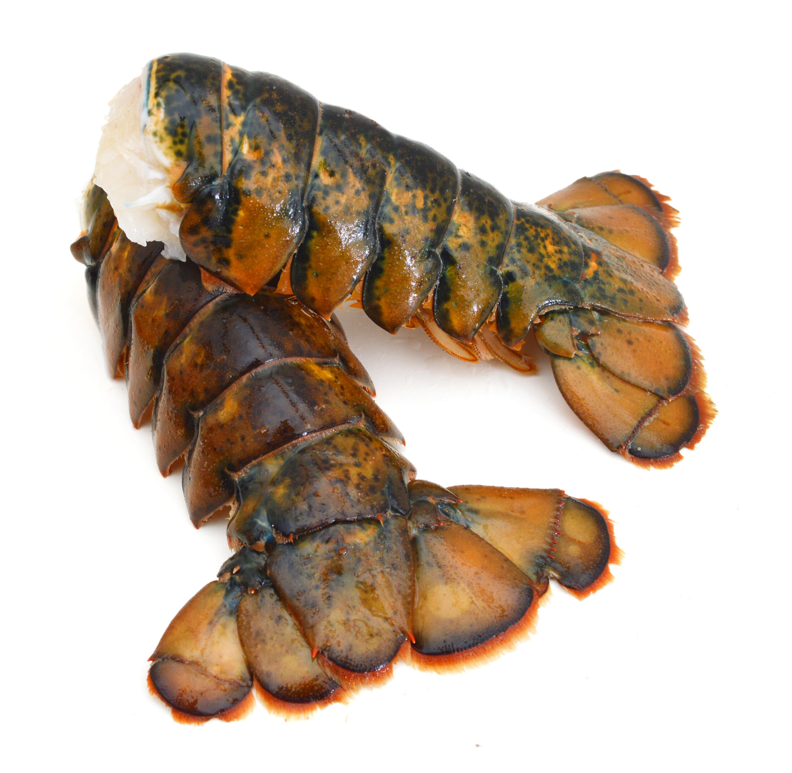Featured image for “NORTH ATLANTIC LOBSTER TAIL”
