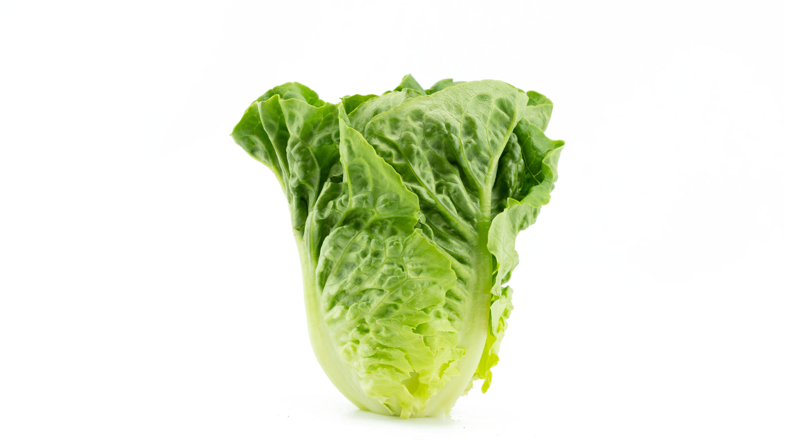 Featured image for “ORGANIC ROMAINE LETTUCE”