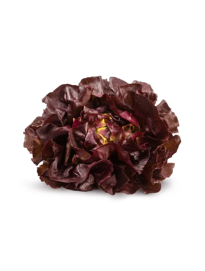 Featured image for “ORGANIC RED BUTTER LETTUCE”